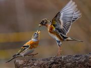 006 Joseph Gebhardt 2